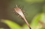 Spoonleaf sundew